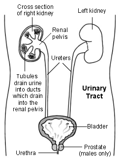 Cross-section diagram of the urinary tract