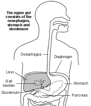 Upper gut and nearby organs