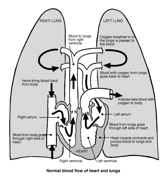 heart - lung circulation