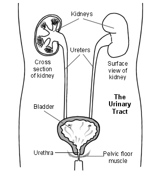 Urinary tract