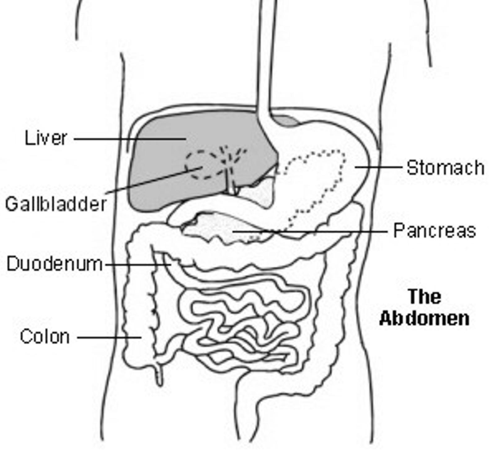 Liver function