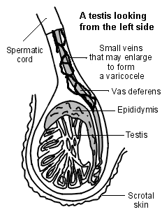 Testis including small veins