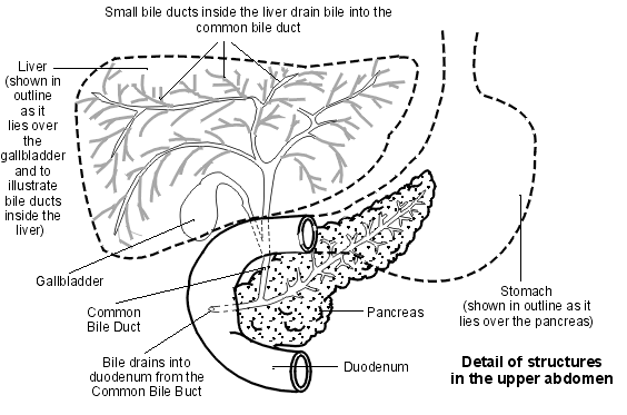 Detail of upper abdomen showing bile ducts.