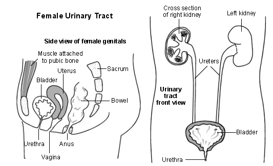 Side view of female genitals and cross-section diagram of urinary tract